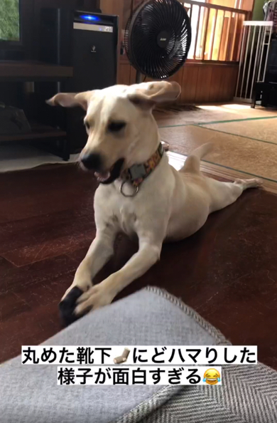 新しいおもちゃに興奮するラブラドール・レトリバーの女の子