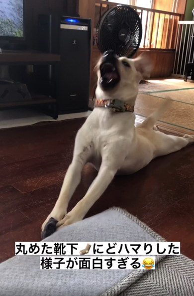 後ろ足をぺたーんとさせた姿勢で喜ぶラブラドール・レトリバー