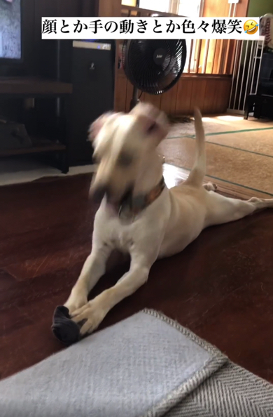 ヘッドバンギングでうれしい気持ちを表すラブラドール・レトリバー