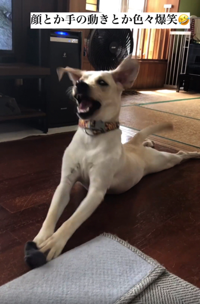 白目になっちゃうところもかわいいラブラドール・レトリバー