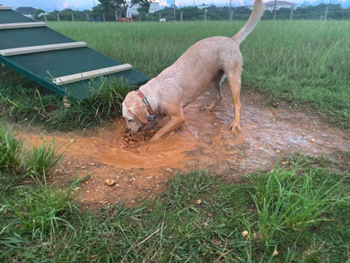 泥遊びをするラブラドール・レトリバー