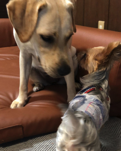 いとこのワンコと初対面をするラブラドール・レトリバー