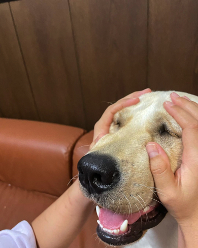 されるがままのラブラドール・レトリバー