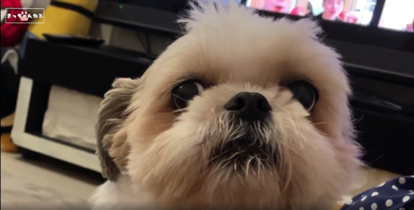 文句を言い続けるワンコ