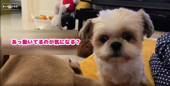 毛布の中のミニチュアピンシャーが気になる様子