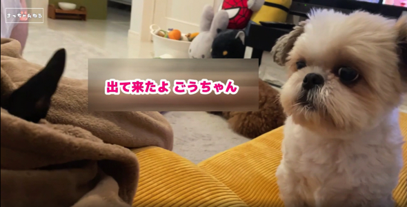 毛布の中からミニチュアピンシャーを出してあげた飼い主