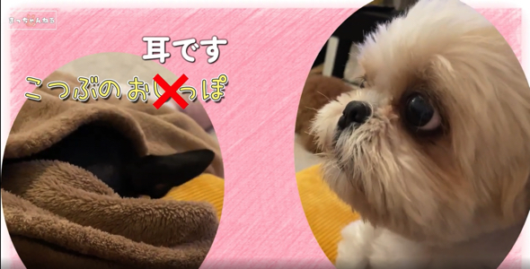 ミニチュアピンシャーに文句を言うシーズー