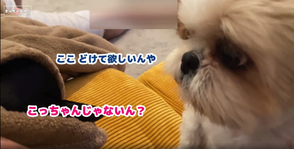 ミニチュアピンシャーにどいてほしいシーズー