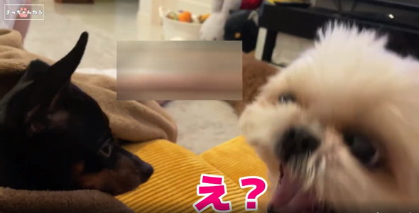 シーズーのくしゃみに驚くミニチュアピンシャー