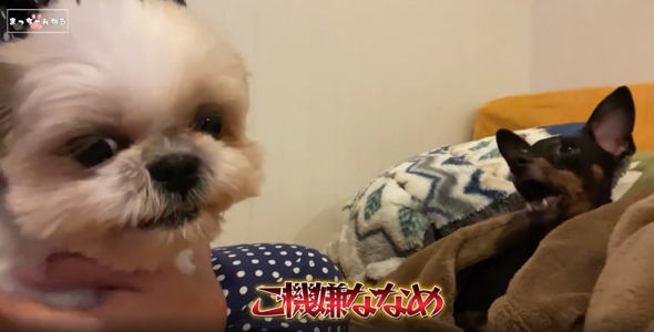 ご機嫌が直らないシーズー