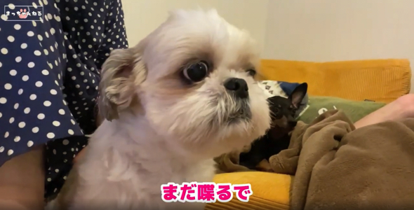 まだまだ文句を言っているシーズー