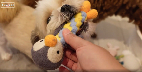 お気に入りのおもちゃで機嫌取り