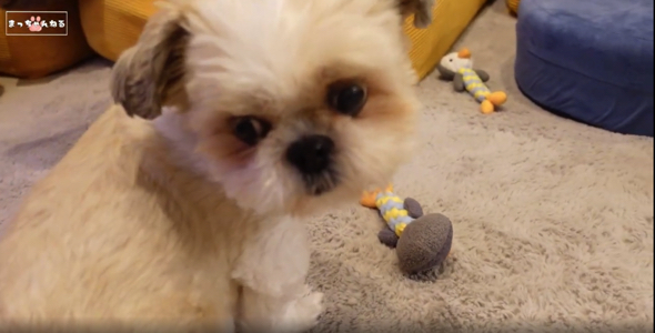 飼い主に構ってもらうシーズー