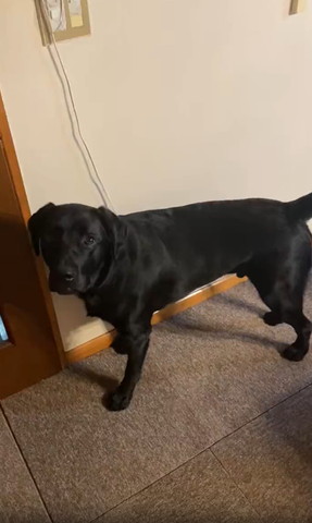 カメラ目線のワンコ