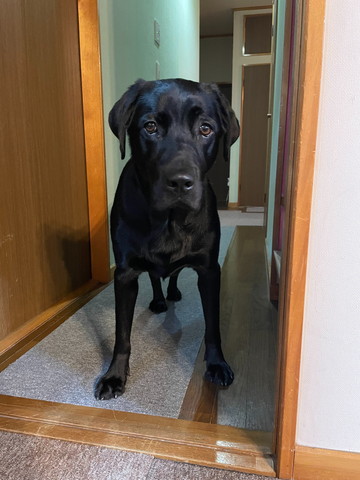 困り顏で仁王立ちワンコ