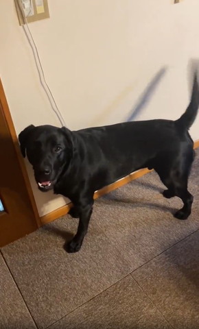 笑顔でカメラ目線ワンコ