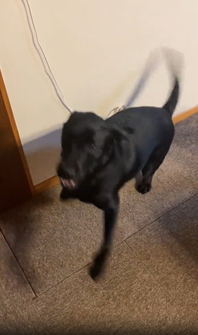 飛び跳ねるワンコ