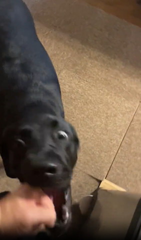 飼い主の手噛んでるワンコ