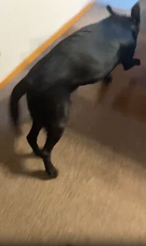 走り出すワンコ