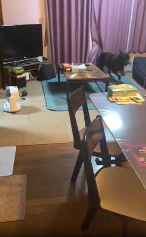 部屋の奥で走るワンコ