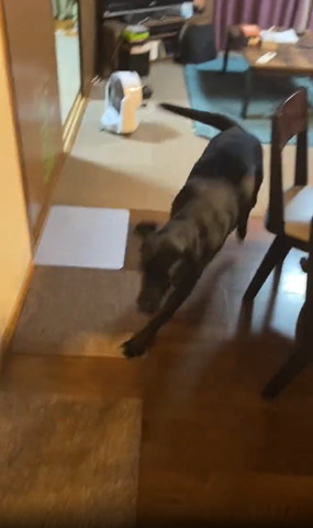 駆け寄ってくるワンコ