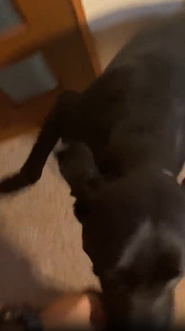 飛びついてくるワンコ