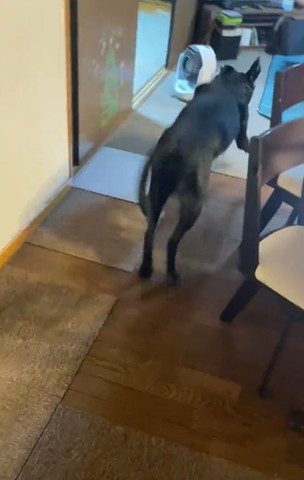 走っていくワンコ