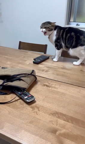 シャーしてる猫