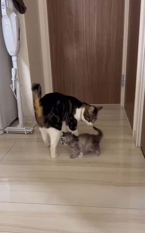 子猫のお尻の匂いかごうとする猫