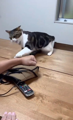 パンチする猫