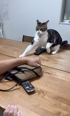 イカ耳で体引く猫