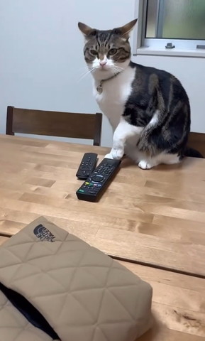 以下耳で左前足少しあげてる猫