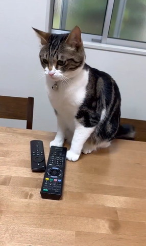 お座りしてうつむく猫