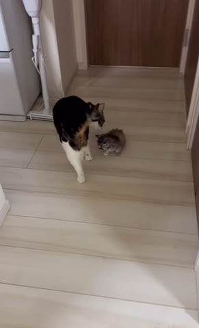 子猫の匂いかいでる猫