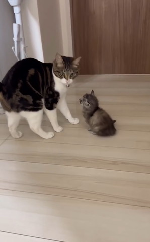 成猫を見上げる子猫