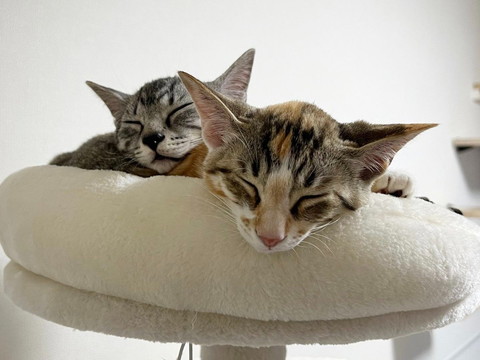 困り顏で仁王立ちワンコ