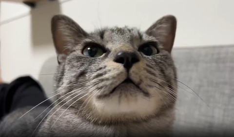 画面右方向見てる猫