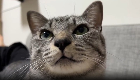 キリッとしてる猫アップ