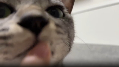 人間の指と猫アップ