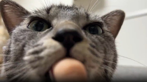 指チュパ猫正面アップ