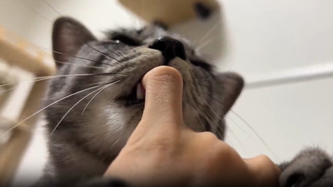 指チュパ猫下から