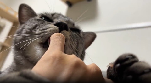 指チュパ猫下から爪見えてる