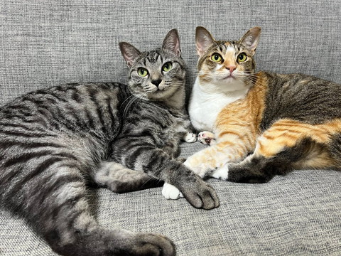 前足かさねてる猫2匹