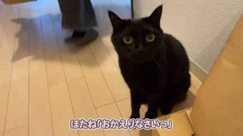 猫 さもじくん ほたねちゃん 猫カフェばれ