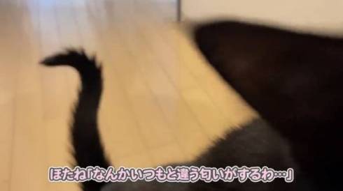 猫 さもじくん ほたねちゃん 猫カフェばれ