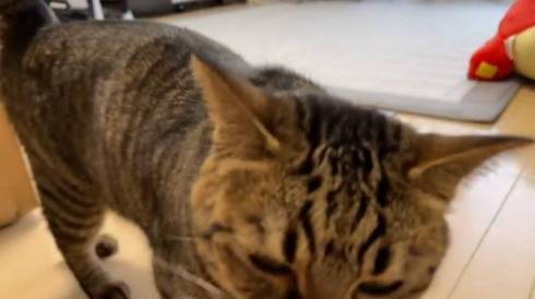 猫 さもじくん ほたねちゃん 猫カフェばれ