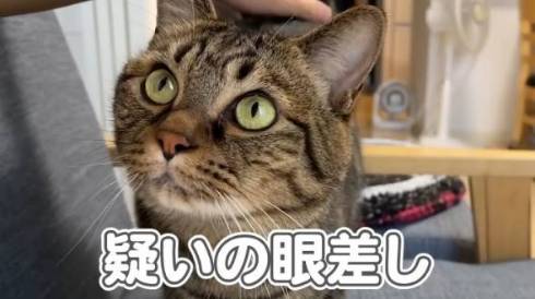猫 さもじくん ほたねちゃん 猫カフェばれ
