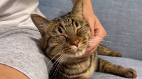 猫 さもじくん ほたねちゃん 猫カフェばれ