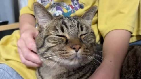 猫 さもじくん ほたねちゃん 猫カフェばれ