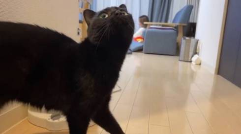 猫 さもじくん ほたねちゃん 猫カフェばれ